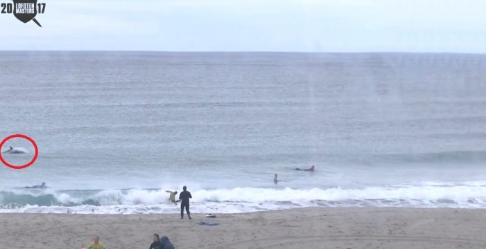 Presunto ataque de ballenas asesinas paraliza torneo de surf m&aacute;s frio del mundo