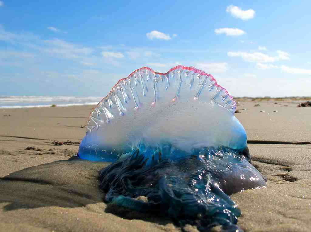 Alertan sobre aparici&oacute;n de peligrosa especie marina en el litoral peruano&nbsp;