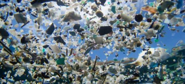 Pl&aacute;stico en los oc&eacute;anos puede causar da&ntilde;o cerebral en los peces