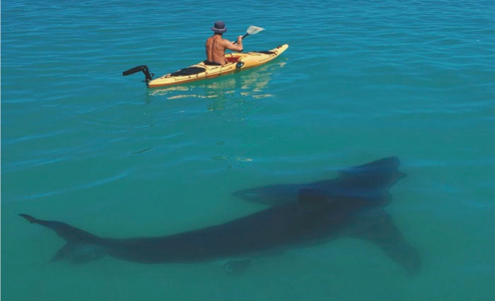 Batalla &eacute;pica: Hombre sobre kayak combati&oacute; con su remo frente a tibur&oacute;n &nbsp;
