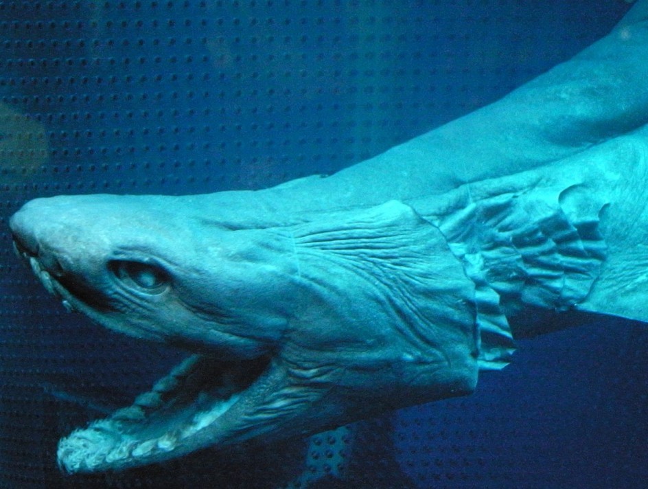 Investigadores atrapan por error a tibur&oacute;n de la era de los dinosaurios