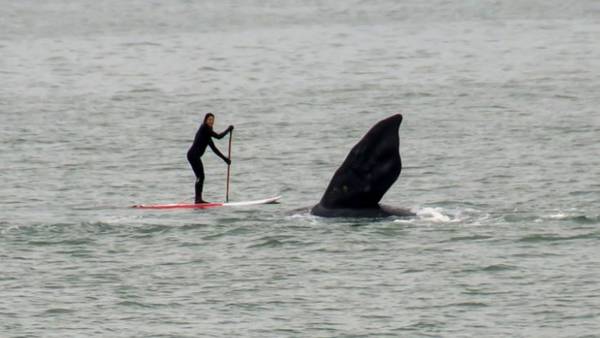 Ballena da un gran susto a SUPer en sesi&oacute;n solitaria&nbsp;
