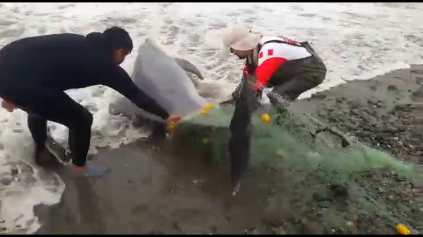 Admirable acci&oacute;n de tres hombres que liberan delf&iacute;n atrapado en red de pescar
