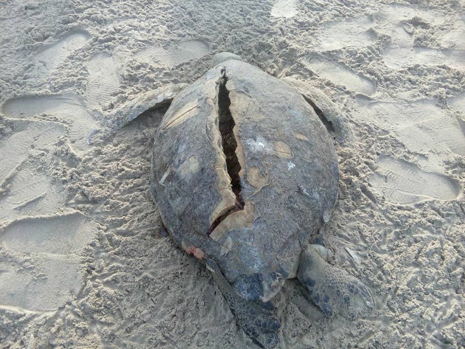 Denuncian atentado contra tortugas atropelladas por cuatrimoto