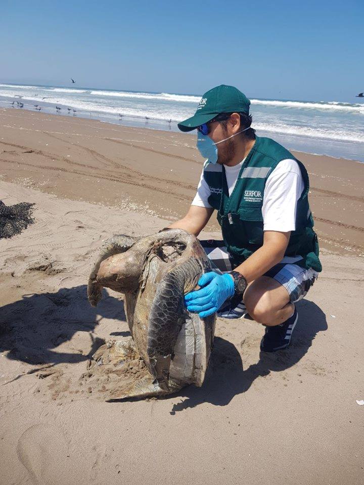 Tacna: Tortuga marina muere tras ingerir pl&aacute;stico