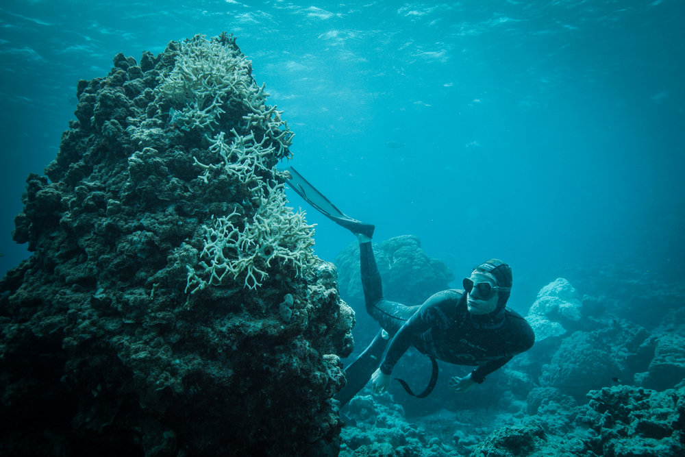 Azul: Documental sobre los oceános que no puedes dejar de ver llega a Perú