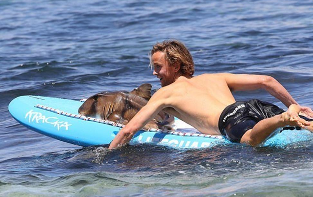 Rescatan a un tiburón subiéndolo a una tabla de surf