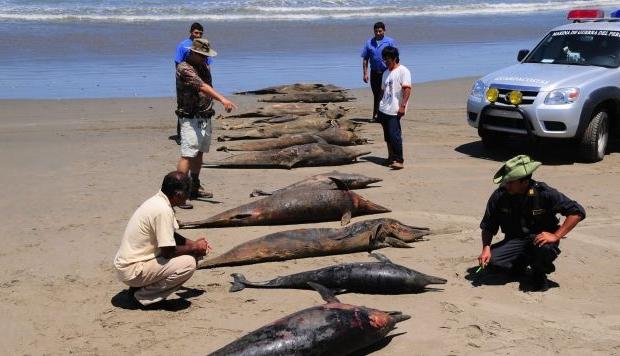 Lobos Marinos y delfines son hallados muertos en playa de Lambayeque 