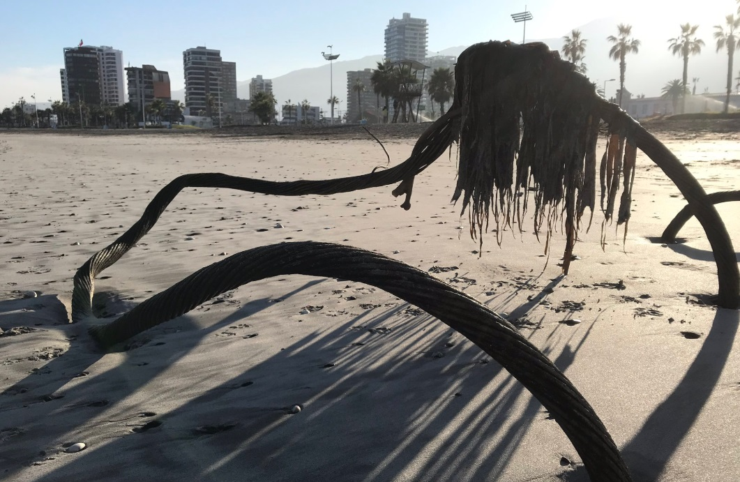 Enorme cable del tel&eacute;grafo que conectaba Bolivia y Per&uacute; aparece en playa de Iquique tras marejadas
