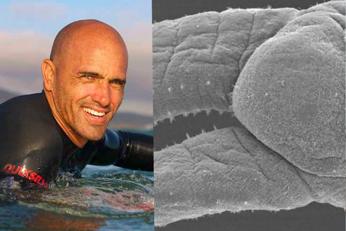 Cient&iacute;fico bautiza a "gusano surfista" con el nombre de Kelly Slater