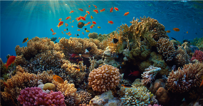 As&iacute; agoniza un coral por el calentamiento del oc&eacute;ano
