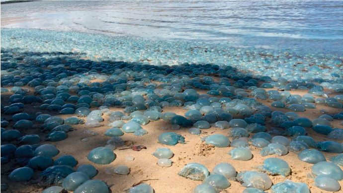 Plaga de medusas invade una playa en Australia 
