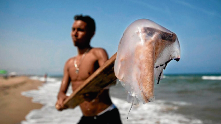 Lo que debes hacer inmediatamente despu&eacute;s de la picadura de alg&uacute;n animal marino 
