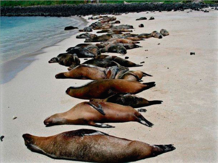 Cerca de 11 lobos marinos aparecieron muertos en playa de Nuevo Chimbote
