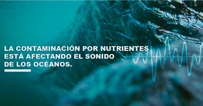 Contaminaci&oacute;n por nutrientes afecta el sonido de los oc&eacute;anos
