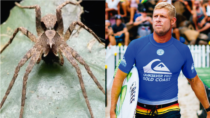 Cient&iacute;ficos bautizan a especia de ara&ntilde;a con el nombre de Mick Fanning 