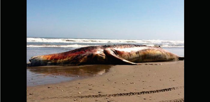 M&aacute;s animales aparecen muertos en playas de litoral 