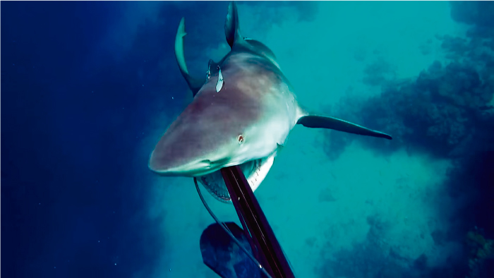 Mira el ataque sorpresa de un tibur&oacute;n a un pescador submarino 
