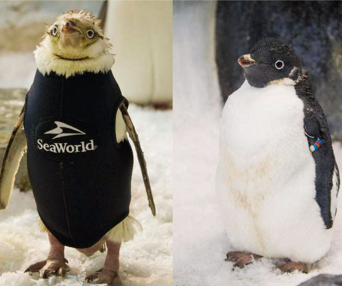 Crean un mini-wetsuit para salvarle la vida a ping&uuml;ino 
