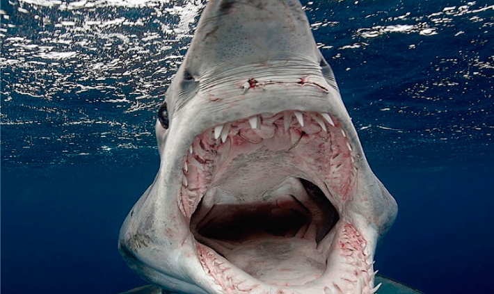 Surfista australiano sobrevive a un ataque cara a cara con un tibur&oacute;n 
