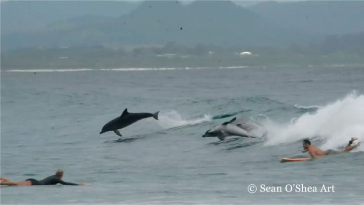 Delfines se roban el show de surfing en playa de Australia 