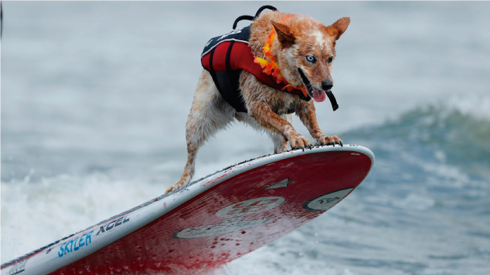 Los World Dog Surfing Championships, donde los perros son los protagonistas 