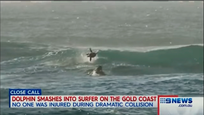Flipper vuelve hacer de las suyas y asusta a otro surfer en el Gold Coast
