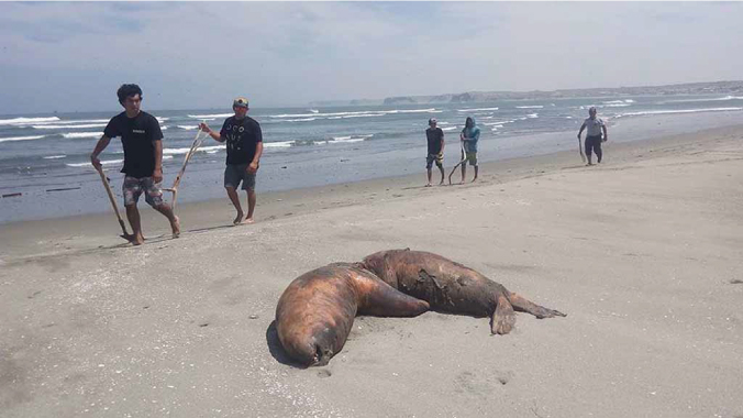 Ya son 40 los lobos marinos muertos en playa de Los &Oacute;rganos 