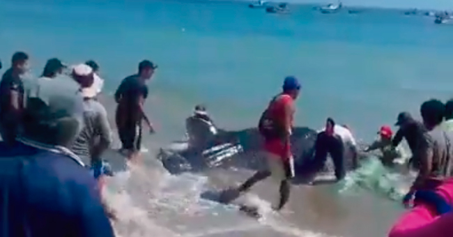 Admirable acci&oacute;n de pescadores tras atrapar a un tibur&oacute;n Ballena
