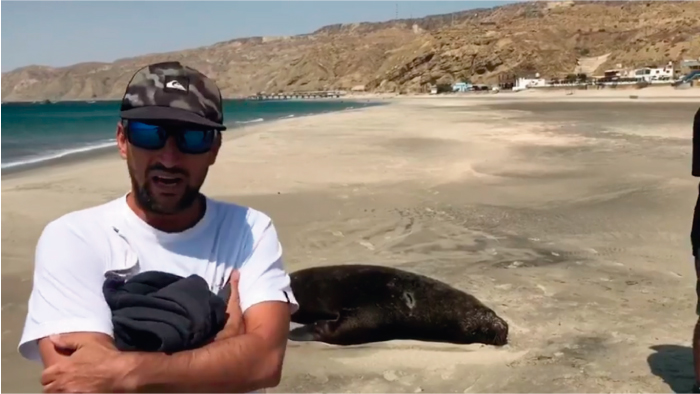 Alarmante denuncia en Facebook tras masivo hallazgo de lobos marinos muertos en Cabo Blanco