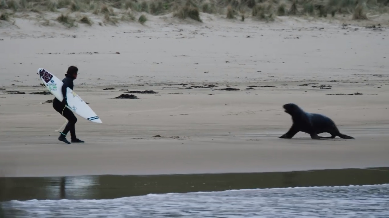 Albee Layer es perseguido por lobos marinos durante sesi&oacute;n de surf en Nueva Zelanda