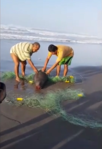 Pescador es denunciado penalmente por asesinar a Lobo Marino 