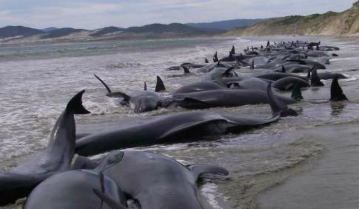M&aacute;s de 150 ballenas piloto vararon en una playa de Australia