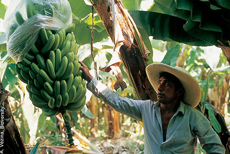 Fabrican bolsas a base pl&aacute;tano para luchar contra el pl&aacute;stico