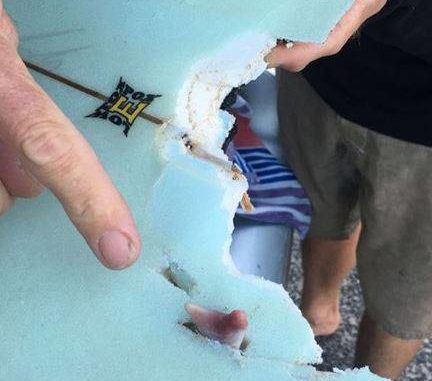  Tibur&oacute;n pierde diente tras intentar comer tabla de surf
