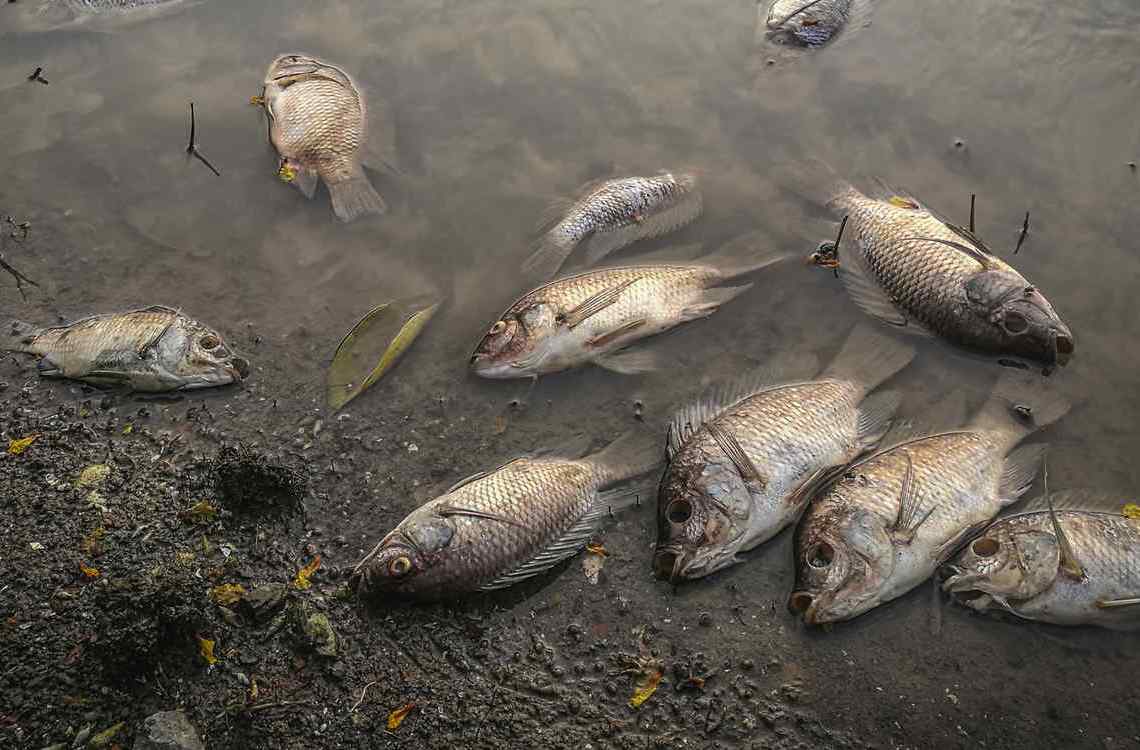 Aparici&oacute;n de cientos de peces muertos en Zorritos preocupa a la poblaci&oacute;n