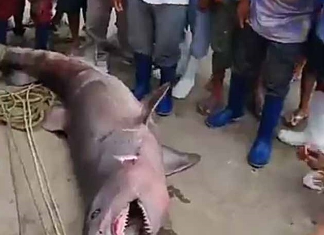 Piura: Tibur&oacute;n hallado por pescadores genera desconcierto