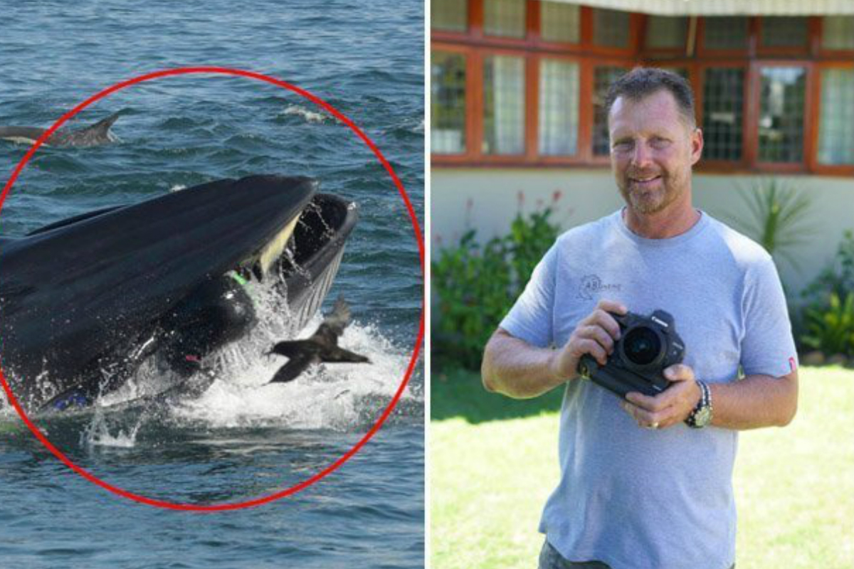 Ballena engulle a fot&oacute;grafo y lo expulsa vivo en una playa