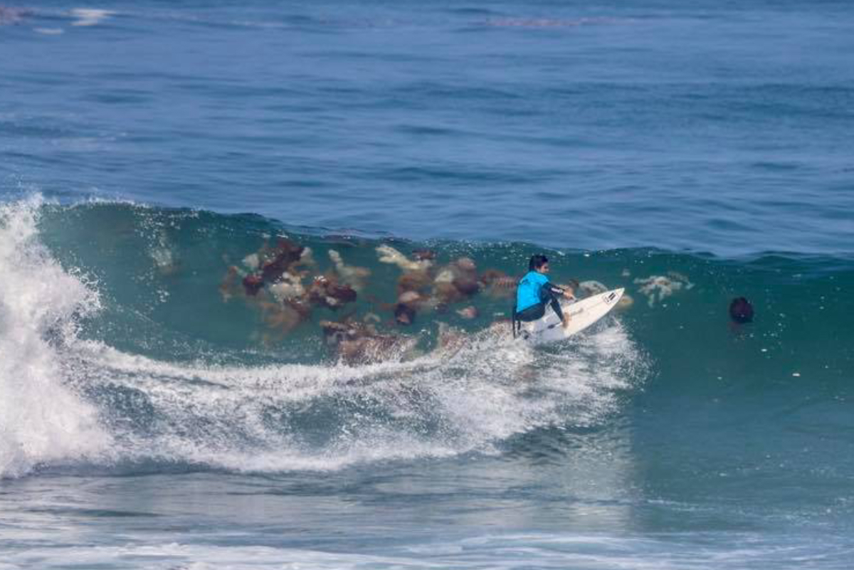 Reportan miles de malaguas en playas del sur de Lima
