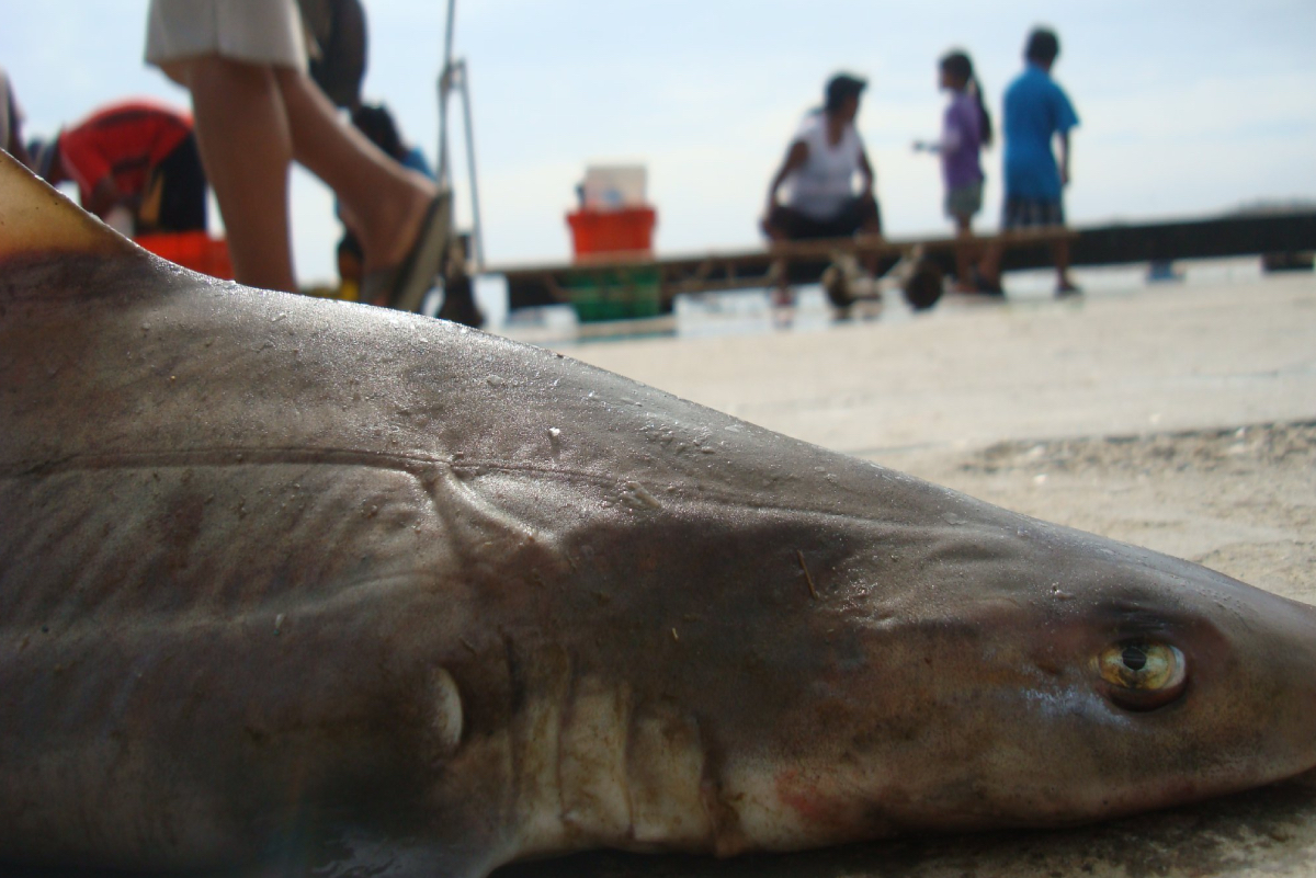 &iquest;Existen tiburones en el Per&uacute;? &iquest;Cu&aacute;l es la probabilidad de ser atacado por uno?