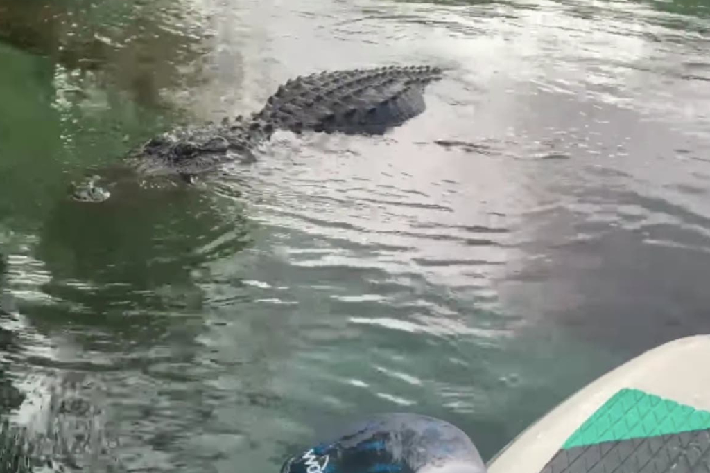 Mujer en paddle es soprendida por caim&aacute;n que intenta morder su tabla