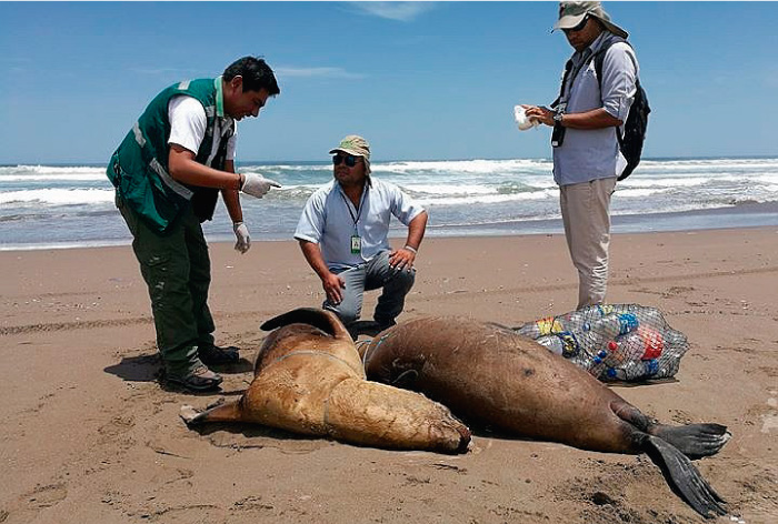 Lobos marinos son asesinados por pescadores para evitar robo de peces 