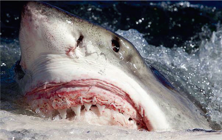 La importancia de los tiburones en el ecosistema marino
