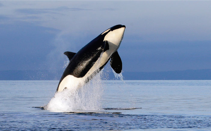 Se crea el primer registro m&eacute;dico electr&oacute;nico para orcas 
