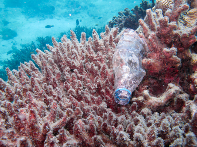 Alerta Mundial: Los peces reemplazan el plancton por el pl&aacute;stico 