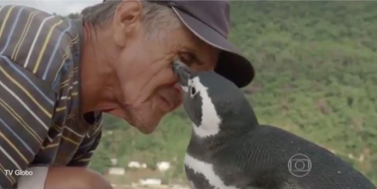 Dindim, el ping&uuml;ino que todos los a&ntilde;os nada 8000 km para reencontrarse con el hombre que le salv&oacute; la vida