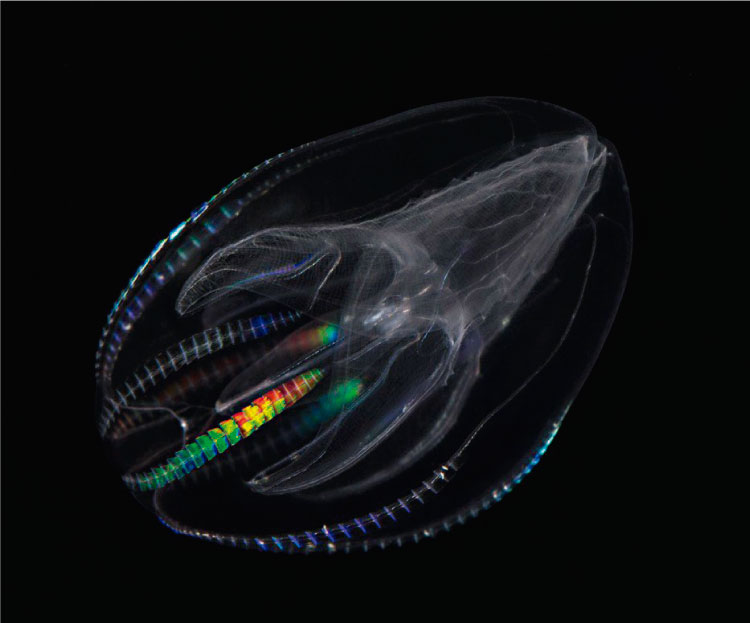 Las extra&ntilde;as criaturas que habitan en las profundidades del Oc&eacute;ano 
