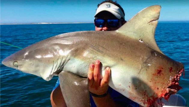&iquest;Deporte o crueldad? La pesca de tiburones que acaba con la especie
