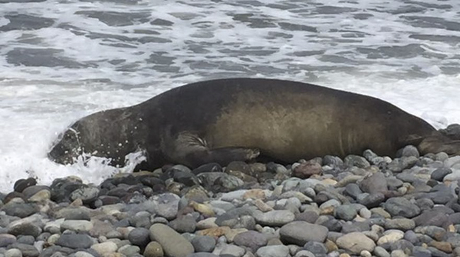 Qu&eacute; pas&oacute; con &ldquo;Cayetano&rdquo; el elefante marino que var&oacute; en Playa Makaha?