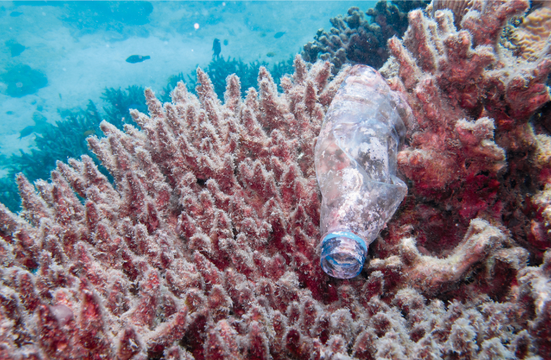 Para el 2050 el pl&aacute;stico superar&aacute; la cantidad de peces en el Oc&eacute;ano 